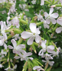 Mydlica lekárska - Saponaria officinalis - semená - 15 ks