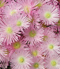 Lampranthus ružový - Lampranthus filicaulis - semená - 10 ks