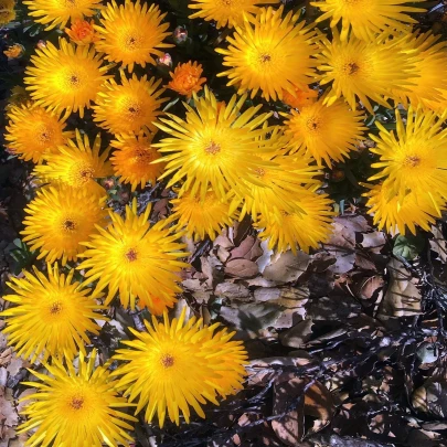 Lampranthus žltý - Lampranthus glaucus - semená - 10 ks