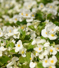 Begónia Ganymed F1 White - Begonia semperflorens - semená - 20 ks