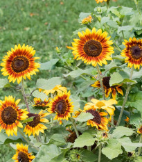 Slnečnica Ring of Fire - Helianthus annuus - semená - 8 ks