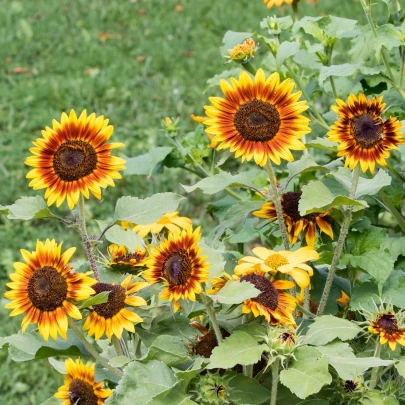 Slnečnica Ring of Fire - Helianthus annuus - semená - 8 ks