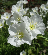 Pupalka zdobná biela - Oenothera speciosa - semená - 20 ks