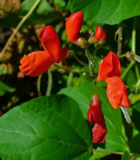 Fazuľa šarlátová pnúca Hestia - Phaseolus coccineus - semená - 10 ks