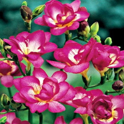 Frézia plnokvetá ružová - Freesia - cibuľoviny - 3 ks