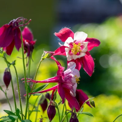 Orlíček Red Stars - Aquilegia caerulea - semená - 100 ks