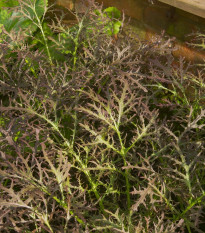 Horčica Moutarde Rouge Metis - Brassica juncea - semená - 100 ks