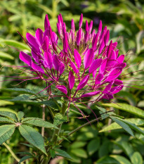 Kleoma tŕnitá - Cleome hassleriana - semená - 10 ks