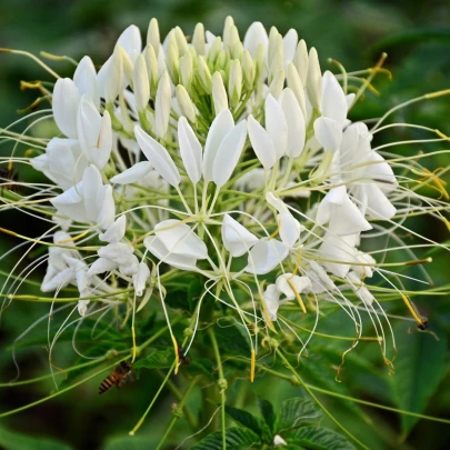 Kleoma tŕnitá biela - Cleome hassleriana - semená - 10 ks