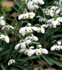 Snežienka plnokvetá - Galanthus nivalis double - cibuľoviny - 3 ks