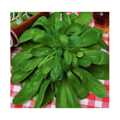 Valeriánka poľná Prager - Valerianella locusta - semená - 100 ks