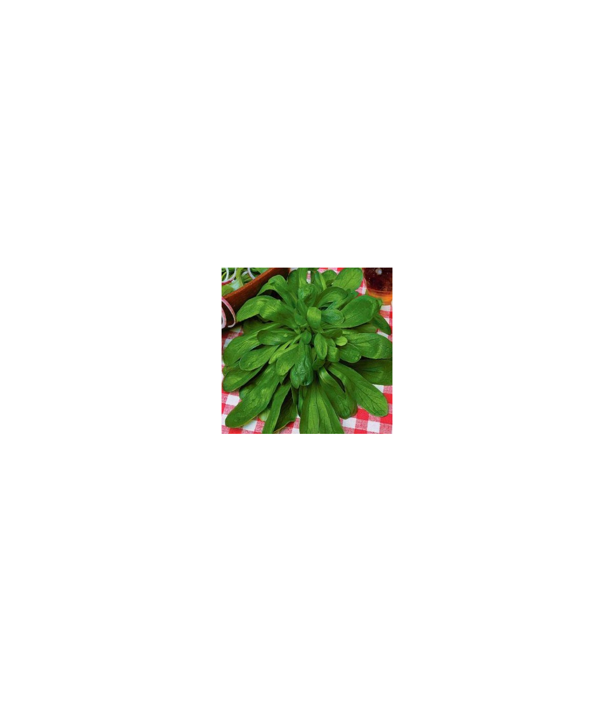 Valeriánka poľná Prager - Valerianella locusta - semená - 100 ks