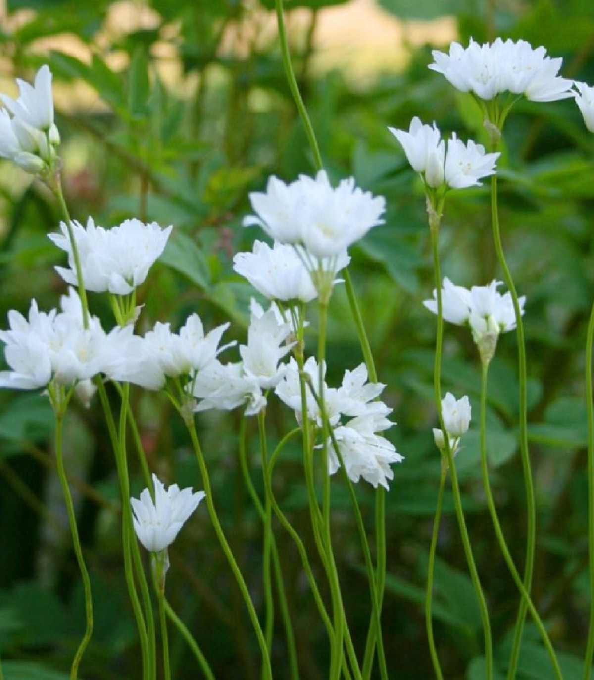 Okrasný cesnak Zebdanense - Allium - cibuľoviny - 3 ks