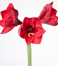 Zornica Benfica – Hippeastrum – cibuľky zornice