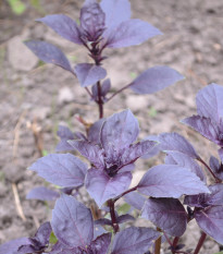 Bazalka pravá červená - Ocimum basilicum - semená - 200 ks