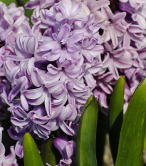 Hyacint Splendid Cornelia - Hyacinthus - cibuloviny - 1 ks