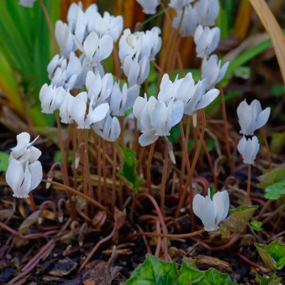 Cyklámen brečtanolistý biely - Cyclamen hederifolium album - cibuľoviny - 1 ks