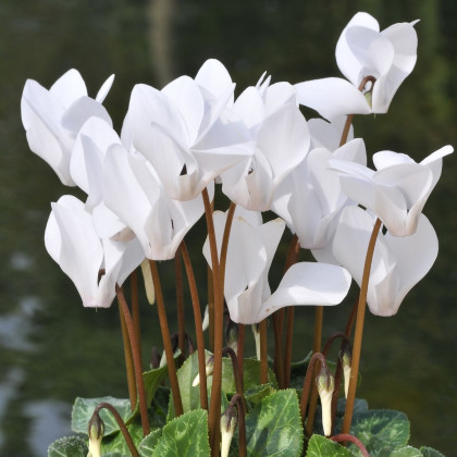 Cyklámen brečtanolistý biely - Cyclamen hederifolium album - cibuľoviny - 1 ks