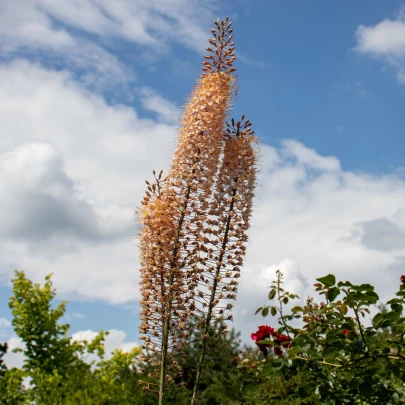 Fakľa Romance - Eremurus - cibuľoviny - 1 ks