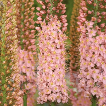 Fakľa Romance - Eremurus - cibuľoviny - 1 ks