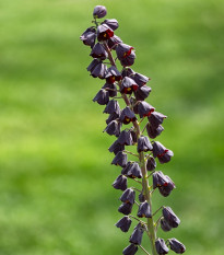 Korunkovka perská Adiyaman - Fritillaria persica - cibuľoviny - 1 ks