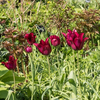 Tulipán Merlot - Tulipa - cibuľoviny - 3 ks