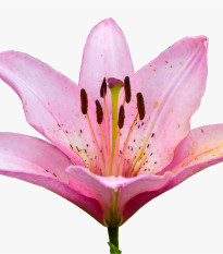 Ľalia Pink Pixie - Lilium - cibuľoviny - 1 ks