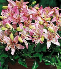 Ľalia Pink Pixie - Lilium - cibuľoviny - 1 ks