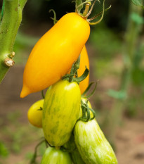 BIO Paradajka Banana Legs - Solanum lycopersicum - bio semená - 7 ks