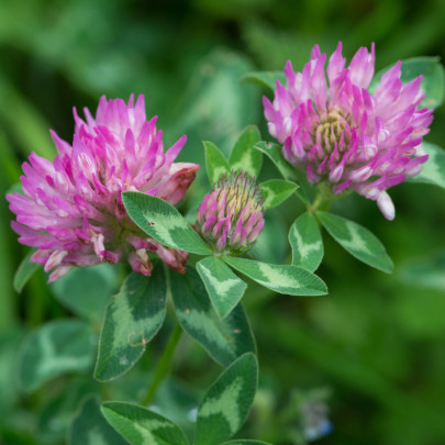 Ďatelina červená lúčna - Trifolium pratense - semená - 100 ks