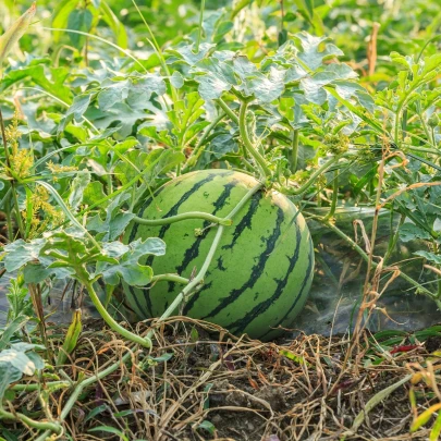 Vodný melón Saskatchewan - Citrullus lanatus - semená - 6 ks