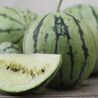 Vodný melón Saskatchewan - Citrullus lanatus - semená - 6 ks