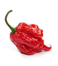 Chilli 7 Pot Primo - Capsicum chinense - semená – 6 ks