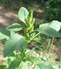 Láskavec Green Giant - Amaranthus tricolor - semená - 400 ks