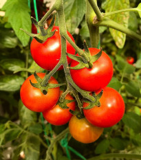 Paradajka Resibella - Solanum lycopersicum - semená - 6 ks