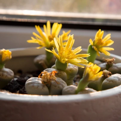 Lithops dinteri Dintergreen - semena - 10 ks