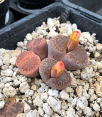 Lithops aucampiae Rudesheim Shiraz - semená - 10 ks