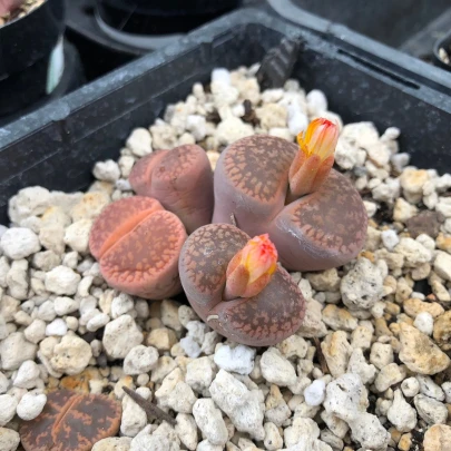 Lithops aucampiae Rudesheim Shiraz - semená - 10 ks