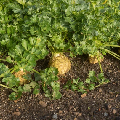 BIO Zeler buľvový Mars - Apium graveolens - bio semená - 20 ks