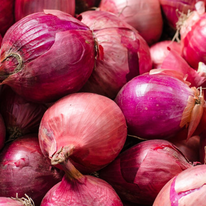 Cibuľa sadzačka zimná Rote Winter - Allium cepa - cibuľky - 50 ks