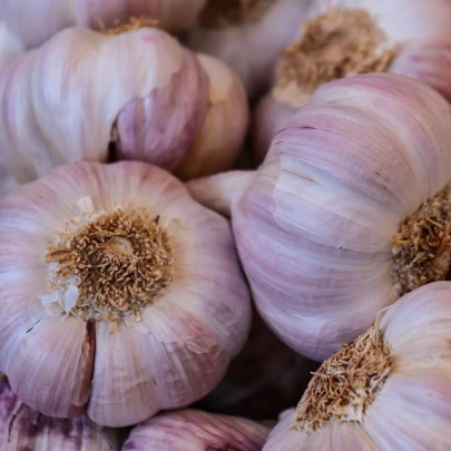 Sadbový cesnak Germidour - Allium sativum - nepaličiak - cibule cesnaku - 1 balenie