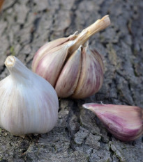 Sadbový cesnak Rusinka - Allium sativum - paličiak - cibule cesnaku - 1 balenie