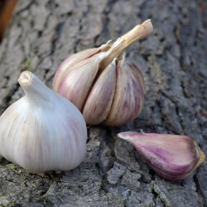 Sadbový cesnak Rusinka - Allium sativum - paličiak - cibule cesnaku - 1 balenie