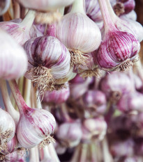 Sadbový cesnak Janko - Allium sativum - paličák - cibule cesnaku - 1 balenie