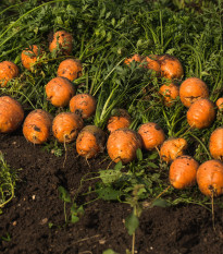 Mrkva guľatá k rýchleniu Pariser Markt - Daucus carota - semená - 500 ks