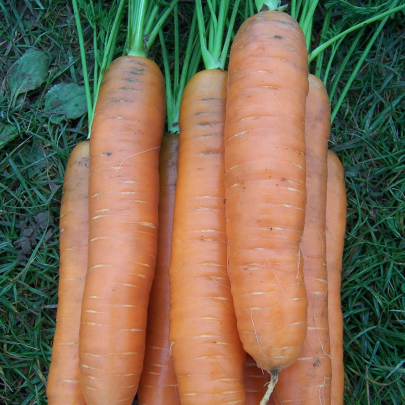 Mrkva Darina - Daucus carota - semená - 800 ks