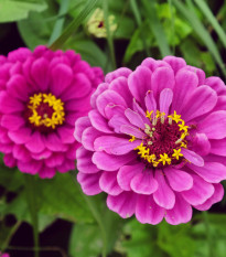 Cínia pôvabná fialová - Zinnia elegans - semená - 50 ks