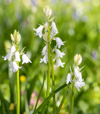 Hyacintovec španielsky biely - Hyacinthoides hispanica - cibuľoviny - 5 ks