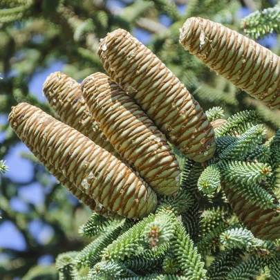 Jedľa španielska - Abies pinsapo - semená - 7 ks