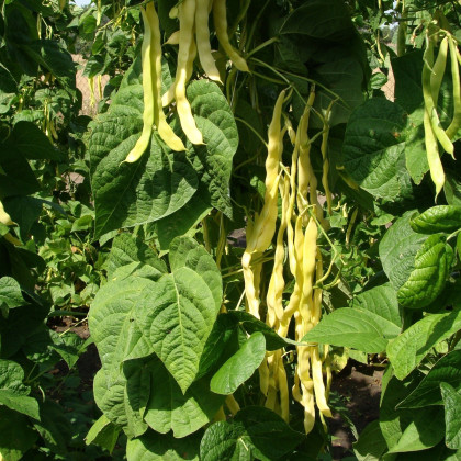 Fazuľa Goldmarie - Phaseolus vulgaris - semená - 15 ks